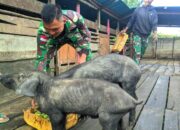 Satgas Yonif 509 Kostrad Beternak Babi Demi Tingkatkan Perekonomian   