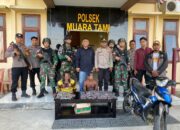 Kembali Berhasil, Personel Satgas Yonif 122/TS Bersama Polsek Muaratami Amankan Pelaku Pemilik 35 Paket Ganja Seberat 500 Gram di Kampung Mosso, Papua