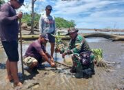 Hijaukan Pantai, Koramil 1709-01/Serui Tanam Bibit Mangrove Di Panduami