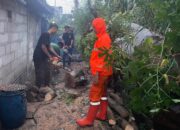 Aiptu Roby Danan Respon Kejadian Pohon Kupa Gowok Tumbang Di Pemukiman Warga