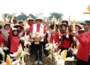 Calon walikota Bekasi Tri Adhianto Ikut Memanen Bersama Kelompok Tani Benda Jaya 