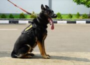 5 Anabul Andalan Pengungkap Kejahatan Dari Kasus Narkoba Hingga Lacak DPO