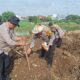 Jaga Ketahanan Pangan Polsek Metro Tanah Abang Lakukan Penanaman Jagung Di Bantaran Kali Ciliwung