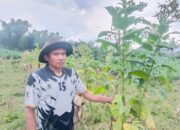 Usai Penyaluran BLT DBHCHT Optimal, Petani Tembakau Desa Simpen Kaler Tagih Realisasi Sarana Prasarana Pemberdayaan