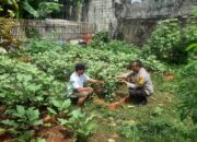 Pembinaan lahan Pekarangan ketahanan Pangan, Bhabinkamtibmas Serahkan Bibit Tanaman ke Poktan