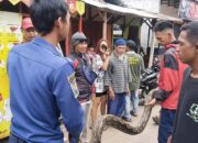 Sanca Tiga Meter Ditangkap Petugas Saat Muncul Di Selokan Pemukiman Warga   