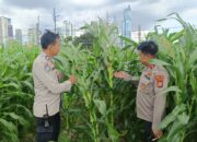 Polsek Metro Tanah Abang Memiliki Kebun Jagung Di Pusat Kota, Dapat Menjadi Bentuk Kreativitas Dan Inovasi Baru