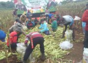 Masyarakat Apresiasi Panen Raya Jagung Polda Metro Jaya: “Bukti Polri Peduli Ketahanan Pangan”