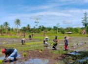 Tangan Penuh Lumpur Demi Ketahanan Pangan
