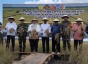 Kampung Kaliki Panen Perdana Padi Seluas 43 Hektar