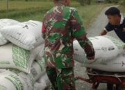 Babinsa Babulu Laut Pendampingan Hanpangan Panen Padi Warga Desa Binaan