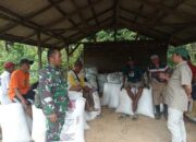 Kunjungi Langsung Ke Lumbung Padi Petani, Bulog dan Babinsa Siap Sergab (Serap Gabah)