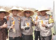 Kapolda Jatim Pimpin Panen Raya Jagung Hibrida Di Sidoarjo