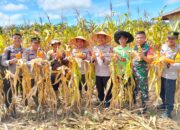 Program Gugus Tugas Ketahanan Pangan Polda Jambi Sukses Panen Jagung di 6 Polres