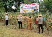 Polres Halmahera Utara Sukses Gelar Panen Raya Jagung Dukung Ketahanan Pangan Nasional
