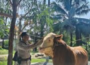 Sapi Milik Bhabinkamtibmas Terpilih Jadi Hewan Kurban Presiden Prabowo di Indragiri Hulu