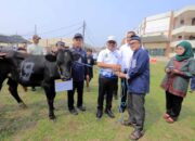 Dukung Budaya Berbagi, Wali Kota Hadiri   Penyerahan Hewan Kurban dari RSUP Dr. Sitanala  