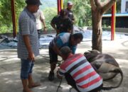 Satgas Gakkum ODC-2025 sembelih 2 ekor sapi di Posko Jayapura dalam rangka Idul Adha 1446 H