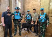 Garuda Berkurban, Indobatt Bagikan 100 Hewan Kurban untuk Masyarakat Lebanon Selatan