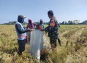 Babinsa Bersama Petani, Menjaga Pangan dan Menguatkan Negeri