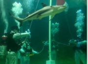 Ancol Siap Ramaikan Perayaan HUT RI Ke-80 Dengan “Merdekaria-Ancol Beach Fest Dan Culture Wave