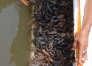 Riset Budidaya Lobster Air Tawar Bio Hanoman Bangun Potensi Sumber Daya Pelaku Usaha Tambak